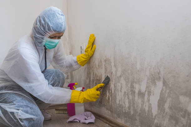 Professional Mold Remediation in Due West, SC