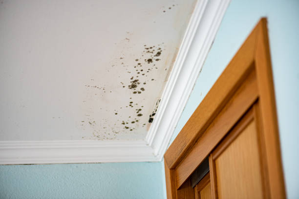 Best Post-Flood Mold Remediation in Due West, SC