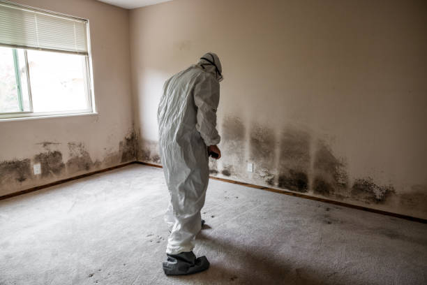 Best White Mold Remediation in Due West, SC
