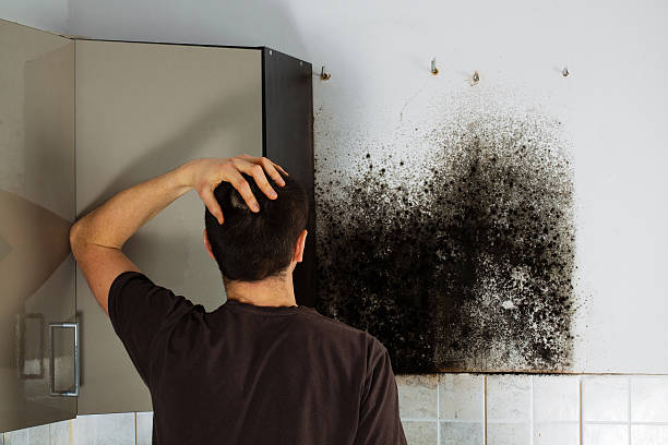 Best Mold Testing and Inspection Services in Due West, SC
