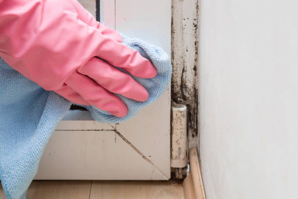 Best Basement Mold Remediation in Due West, SC